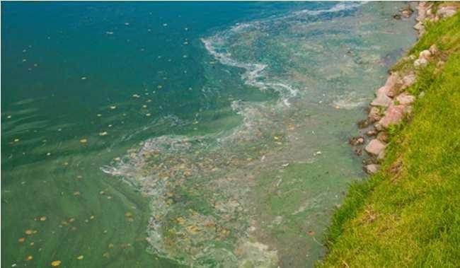 Czy bioremediacja mikrobiologiczna