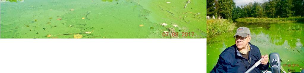 Microcystis aeruginosa