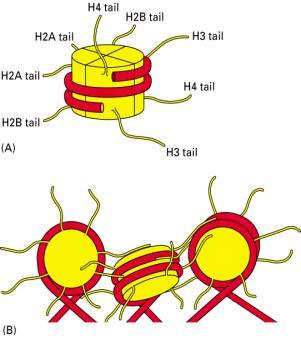 konserwatywny oktamer histonowy 146-nukleotydowy odcinek DNA nić nukleosomowa Mikrografia