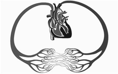 TĘTNICZKI (ARTERIOLE) NN. POZAWŁOSOWATE (POSTKAPILARY) NACZYNIA WŁOSOWATE (KAPILARY) NN.