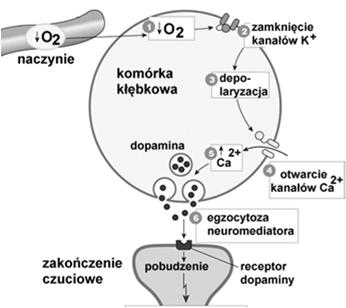 (endocardium) śródsierdzie (myocardium)