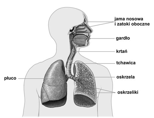 Układ oddechowy: drogi oddechowe - jama nosowa - jama gardłowa -krtań - tchawica
