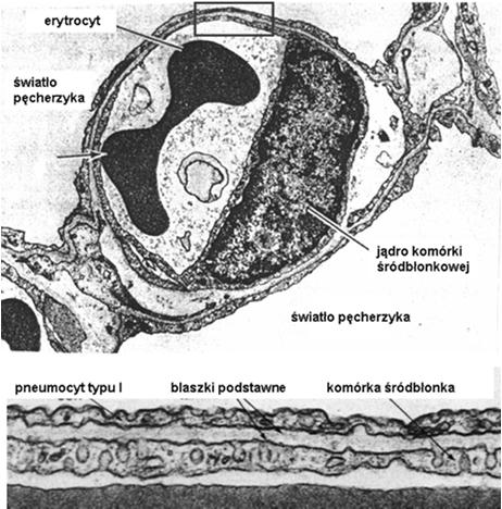 cytoplazma komórki śródbłonkowej kapilary Grubość bariery: 0,4