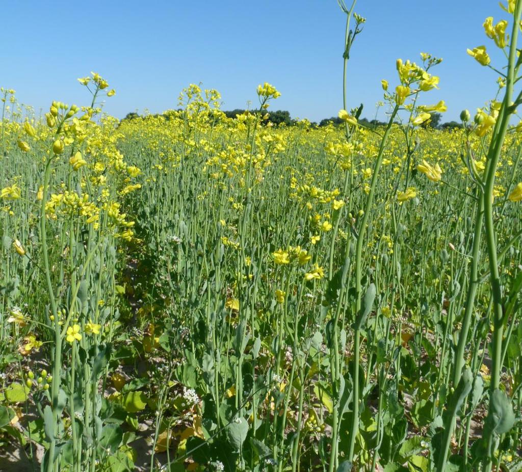 Miedź-Bor 1,5 + 1,5 l/ha. Fot. 12.