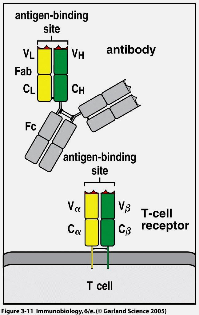 Receptory