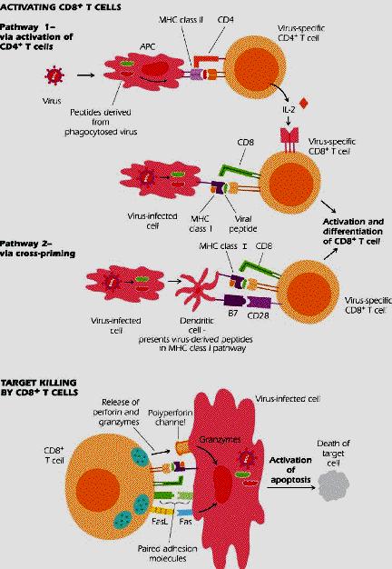 Cytotoksyczność