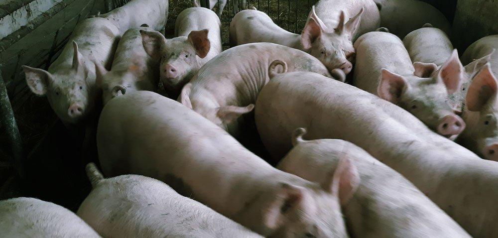 https://www. Czy wprowadzać do stada świnie hybrydowe? Autor: prof. dr hab. inż.