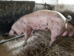 https://www. hybrydowe mają w sposób powtarzalny utrwalone cechy w zakresie wysokiej mleczności, bezproblemowego krycia, łatwości wyproszeń, opiekuńczości loch, wysokiej plenność.