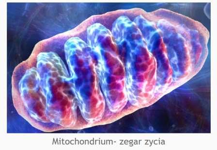 Teoria mitochondrialna produkują energię dla całego organizmu