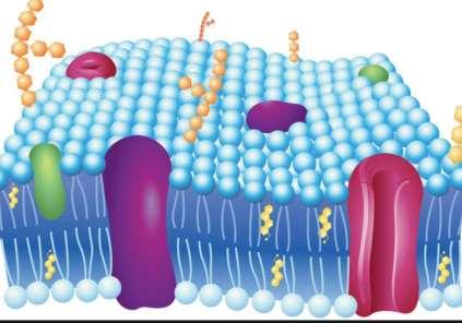 Teoria błonowa Błony stają się zbite Mniej lipidów i wody