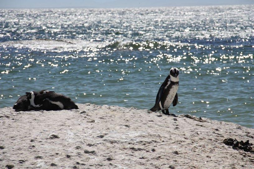 Choć faktycznym punktem na mapie podziału oceanów jest Przylądek Igielny, to wielu sądzi, że tutaj spotykają się dwa oceany - ciepły Indyjski i rześki Atlantyk.