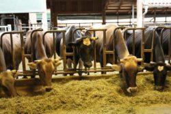 https://www. Podstawą żywienia jest siano, które dobrze działa na buforowanie żwacza. W połowie maja krowy prowadzą już całodzienny wypas. Do obór są zganiane tylko na czas doju.