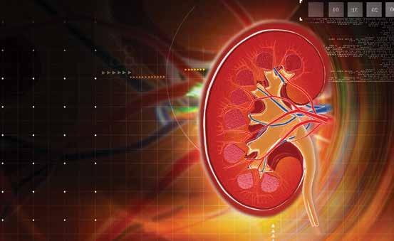 The advances in kidney and liver transplantation: new questions,
