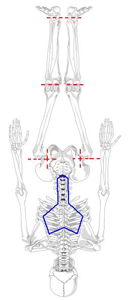 4 5 6 1 support for spine of the user; 2,4,6 links; 3 hip