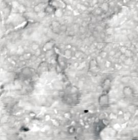 of ZnO with respect to 1 parts by wt. of CIIR and 1 phr of stearic acid; CBR/CIIR (wt./wt.) ratio: 1 /1; 2 2/8; 3 4/6; 4 6/4; 5 8/2; 6 1/ 16 m Rys. 3. Zdjêcia AFM mieszaniny SBR/CIIR (6/4 cz. mas.