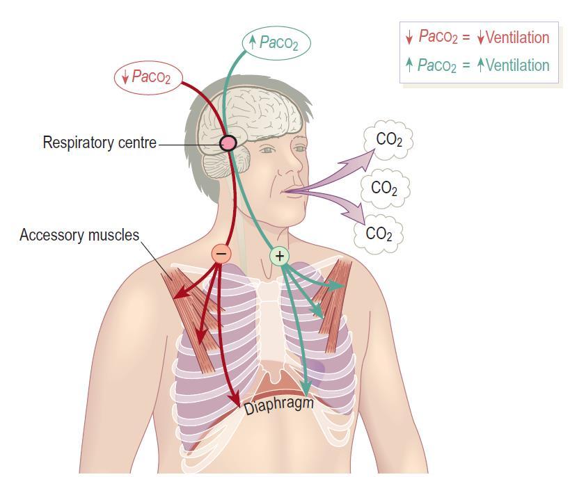 Analiza gazometrii krwi tętniczej wymiana gazowa w płucach Eliminacja dwutlenku węgla: PaCO2 jest warunkowane przez wentylację pęcherzykową (całkowita ilość powietrza wymieniana między pęcherzykami