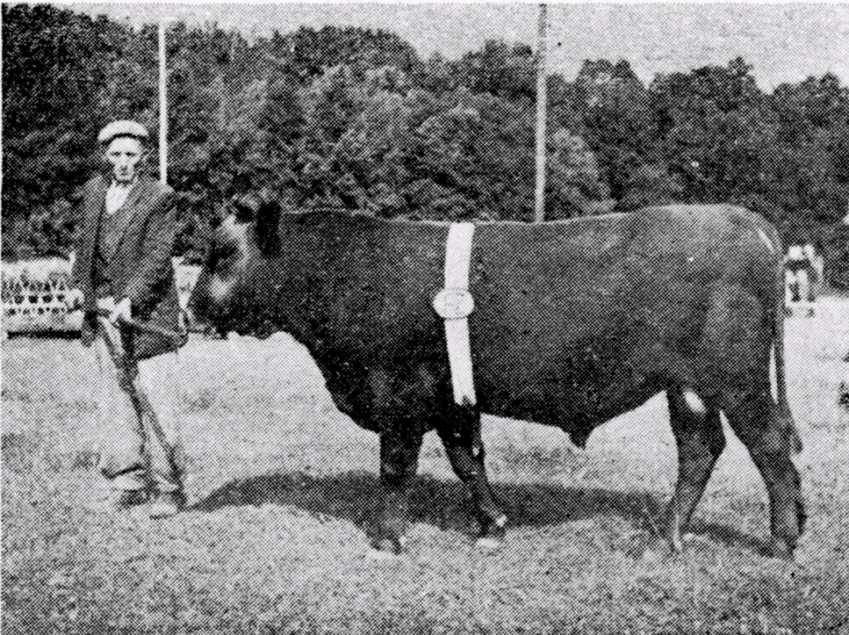Chów i hodowla bydła rasy pc w latach 1980-1990 rocznie.