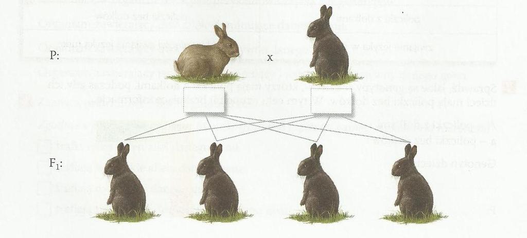 3. U królików czarne umaszczenie dominuje nad brązowym.