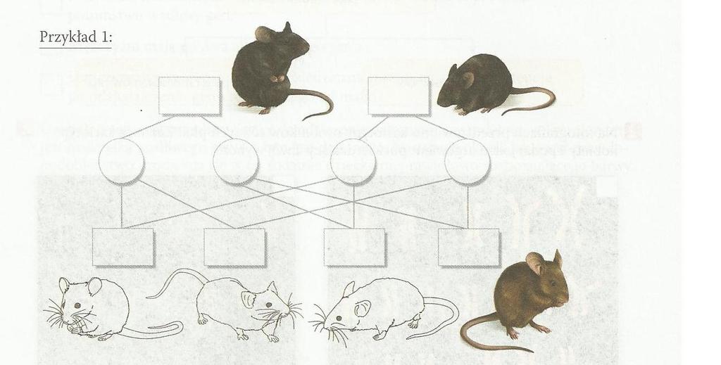 na pytania. 4. U myszy czarny kolor dominuje nad brunatnym.