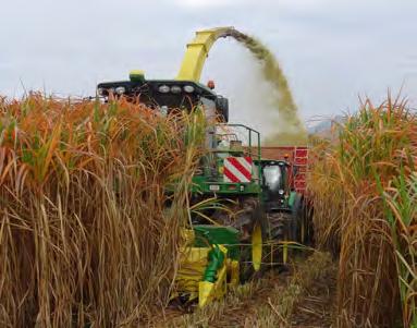 biogazowni, a 1,45 mln hektarów gruntów ornych jest wykorzystywanych do produkcji roślinnej z przeznaczeniem na biogaz. Dominującą uprawą jest kukurydza, której areał wynosi ok. 1 mln ha.