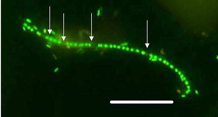 otoczenia i wydalanie metabolitów.