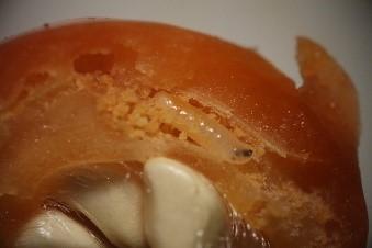 cerasi, R.cingulata typ A i B, na dole od lewej R.