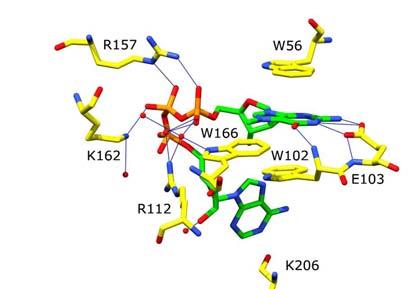 Zwiększona odporność na Dcp1/2 = Zwiększony czas życia mrna in vivo Miejsce cięcia przez Dcp2 Dcp1/2