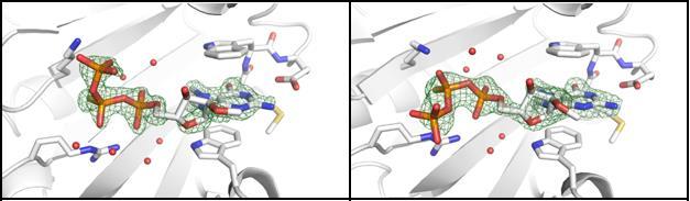 4 (S)-β-S-ARCA D2 Lys162 Lys162