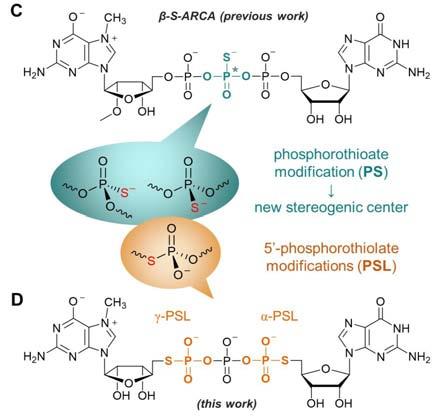 PS versus PSL w DNA Odporne na nukleazy Dwa stereoizomery Brak izomerów Równie skuteczne lecz prostsze