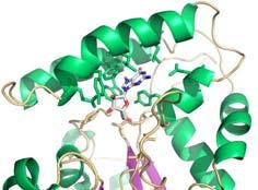 RNA (2012) Nukleotydowe sondy molekularne i znakowanie Badania białek