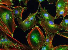 (2017) Jemielity et al. OBC (2012) Ziemniak et al. RSC Adv. (2013) Wanat et al.
