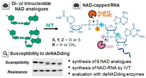 more tools for exploring mrna biology NAD-capped RNA mrna with cap1, cap2, m 6 A and other modifications