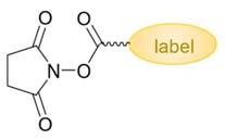 Krok 1: Wybór strategii chemicznej NHS chemistry click chemistry cap analogue with linker terminated with amino group + NHS activated label cap analogue with linker terminated with azide group +