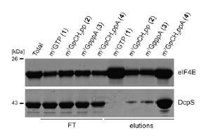 decapping enzyme DcpS Szczepaniak S. A., Zuberek J.