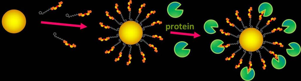 capbinding proteins