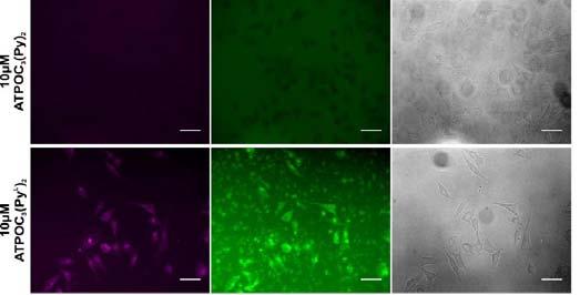 cells 1. probe 2.