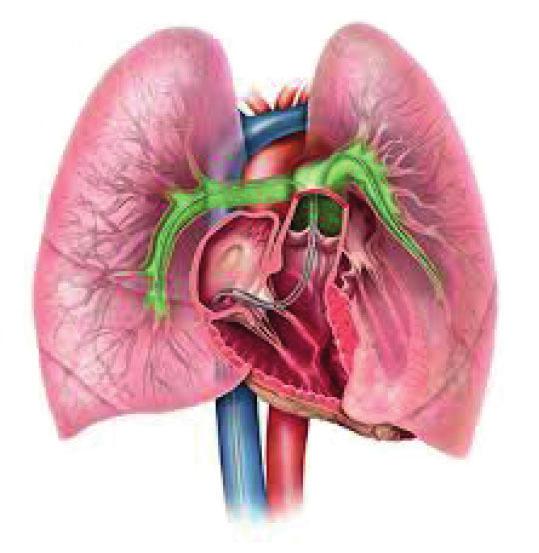 Kardiologia Inwazyjna nr 5 (10), ROK 2015 Rycina 1.