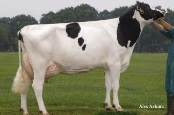 HF odmiana czarno-biała wycena genomiczna Bestboss AA DEU 000357196821 ur. 04.03.2014 O.O. Bookem USA 000066636657 M.O. Rendezvous DEU 000353764102 HL 10654 5,02 535 3,71 395 ML1 10654 5,02 535 3,71 395 O.