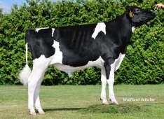 Shamrock USA 000068977120 M.