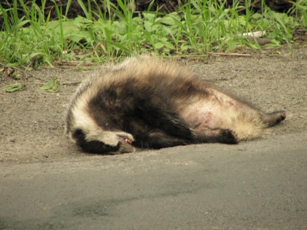 Lis (Vulpes