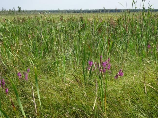 (czerwiec/styczeń) Fot.