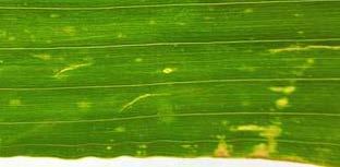 powierzchni monitorowanie zmian zdolności chorobotwórczych sprawców fuzariozy kolb (Fusarium spp.