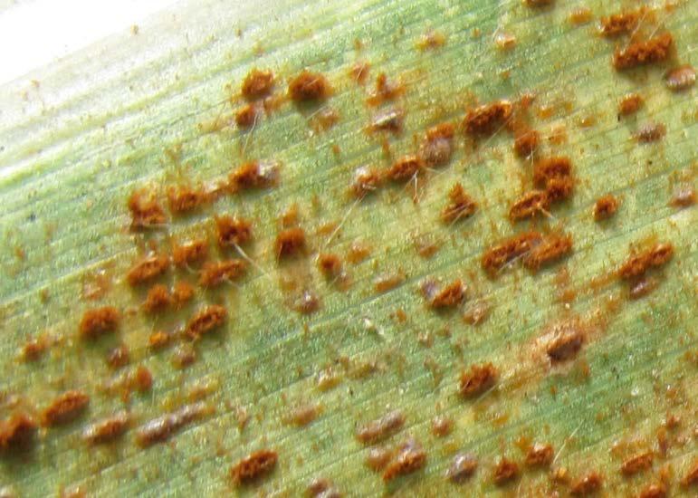Monitorowanie zmian zdolności chorobotwórczych sprawców chorób liściowych kukurydzy (Puccinia sorghi i Kabatiella zea) Odmiany z najwyższą frekwencją występowania rdzy (ogólne porażenie bardzo