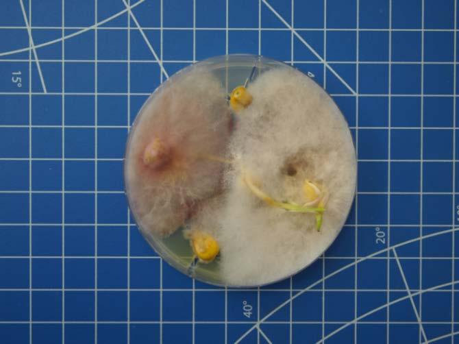 (Fusarium spp.