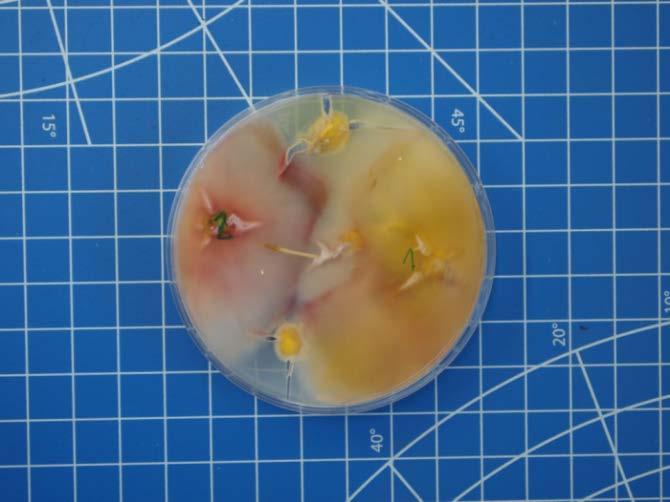Fusarium spp. na terenie Polski w 2015.