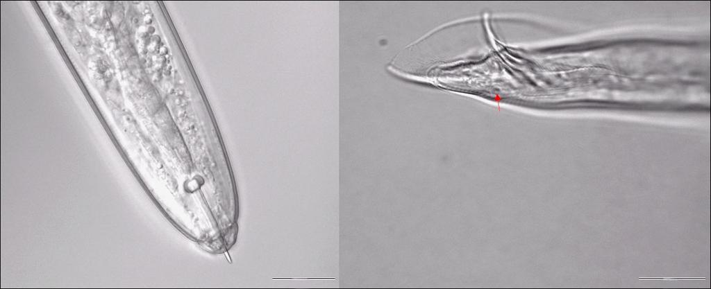 Fot. 1. Scutellonema bradys samica wygląd ogólny; skala wielkości = 100 µm (fot. Yao D. Kolombia za zgodą) Fot. 2.