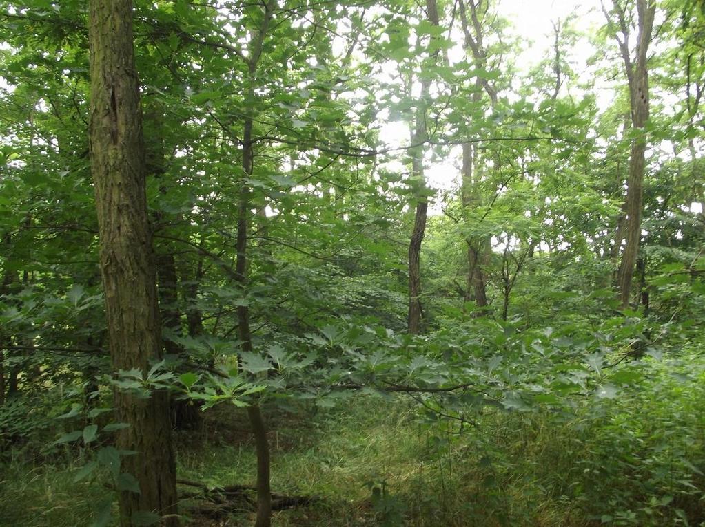 192l nadleśnictwa Miękinia