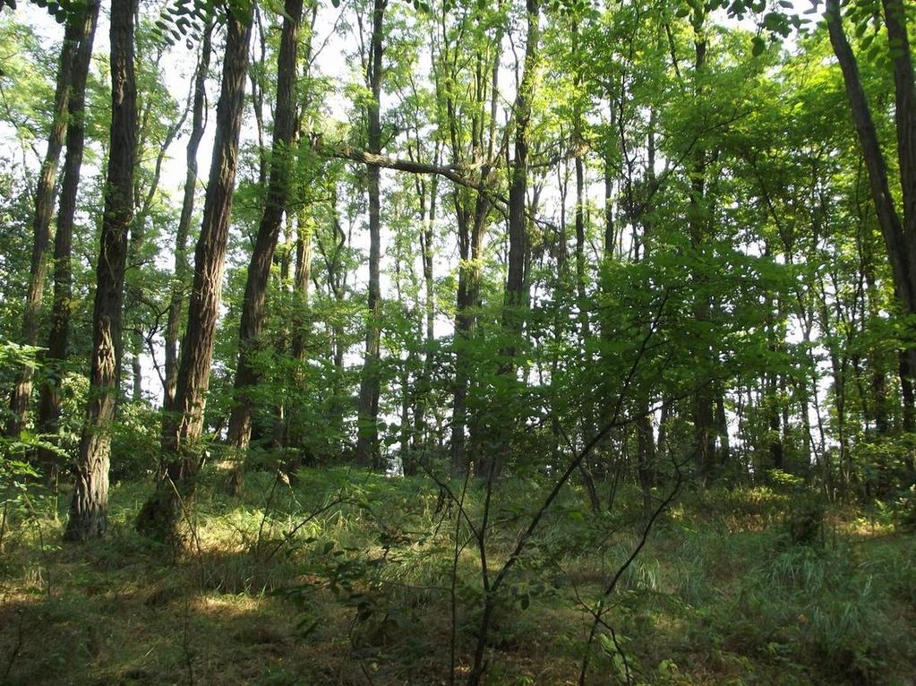 90i nadleśnictwa Oleśnica Śląska