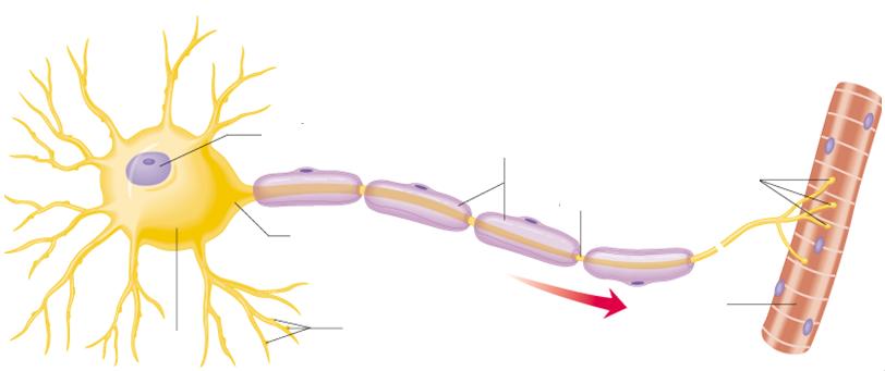 Budowa neuronu akson Dendryty Jądro Wzgórek aksonalny Osłona mielinowa