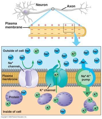 Stan spoczynkowy neuronu Polaryzacja błony: w cytoplazmie występują ujemnie naładowane aniony białkowe; nierównomierne rozmieszczenie jonów nieorganicznych między cytoplazmą a toczeniem komórki - Na